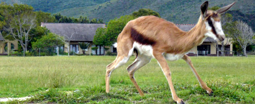 Silver ranch bok