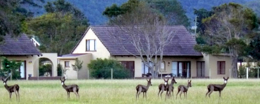 A herd of buck grazing in front of the cottages